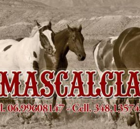 Mascalcia e Mustang Oriolo ROmano